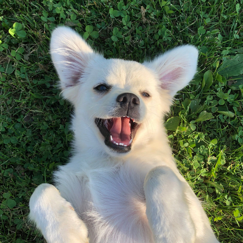 Milo