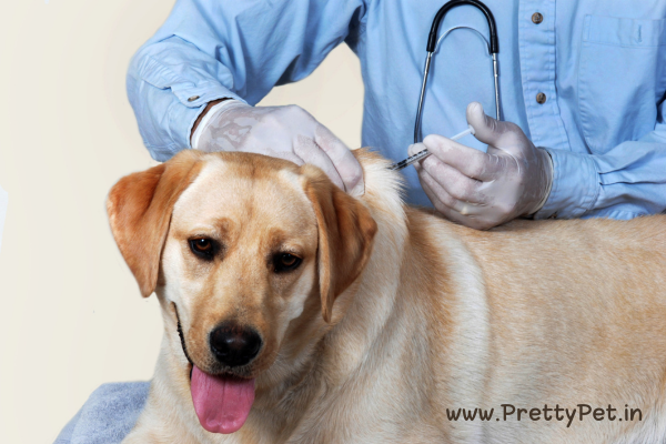 Pet Vaccination